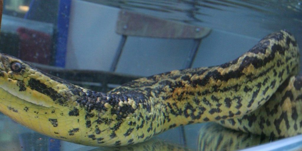 Anaconda di 5 metri trovata in piscina pubblica in Brasile: le autorità intervengono per garantire la sicurezza pubblica