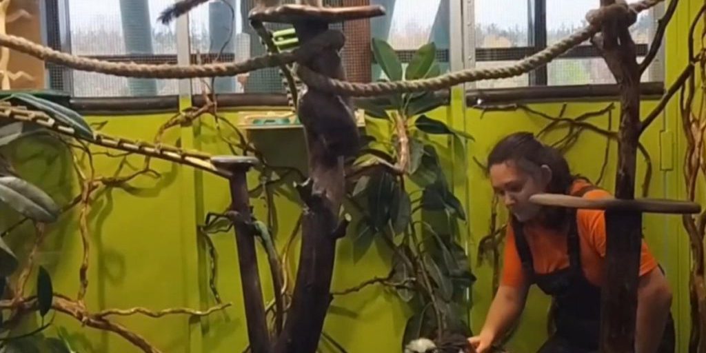 Экзотариум Белгородского зоопарка пополнился новым вольером для тамаринов