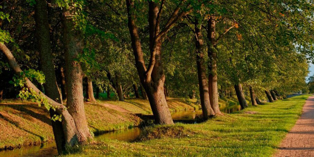 52-летний липчанин погиб в результате столкновения с деревом