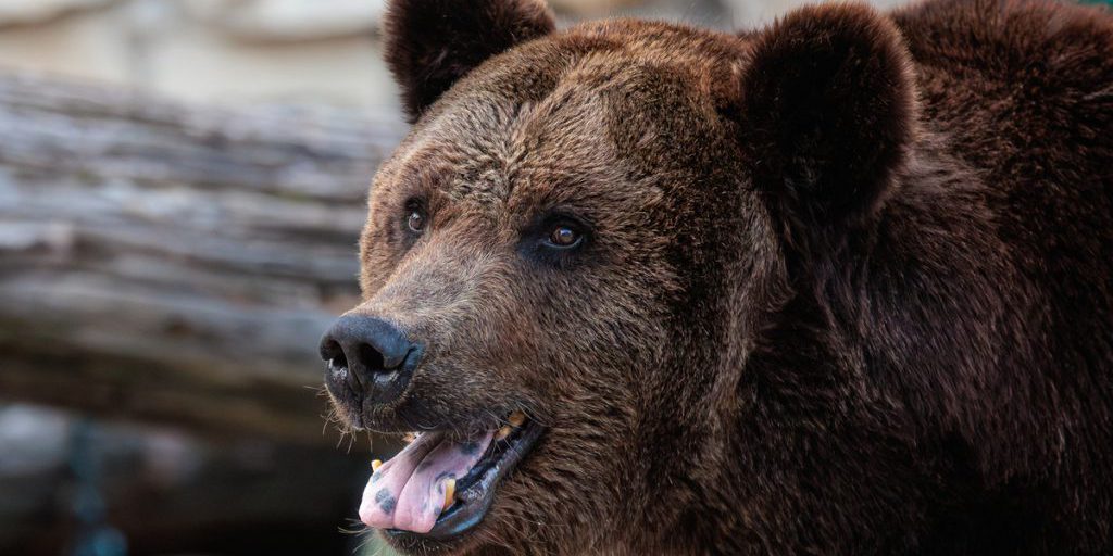 Apparizione di un'orsa e del suo cucciolo a Puškino: cause, conseguenze e strategie di convivenza