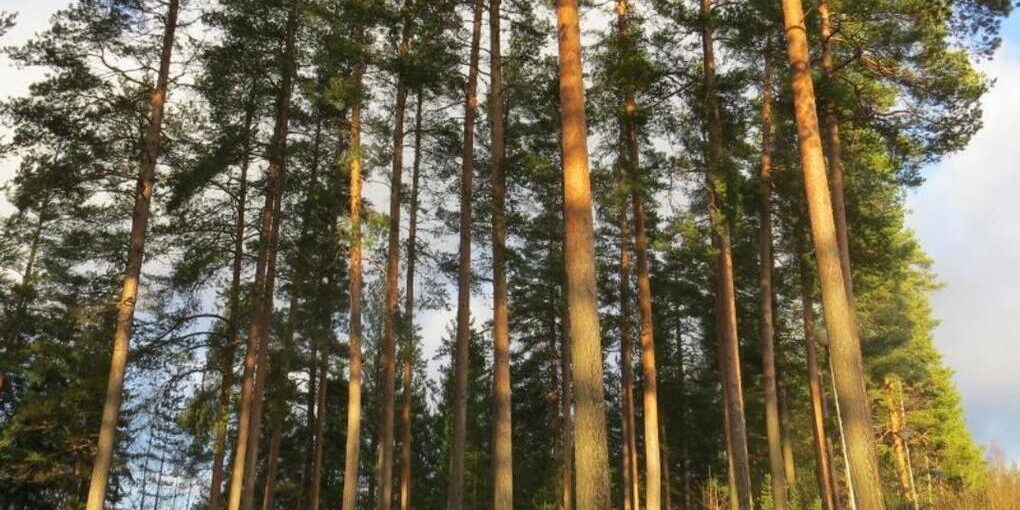 В Пензенской области сохраняется высокий класс пожарной опасности