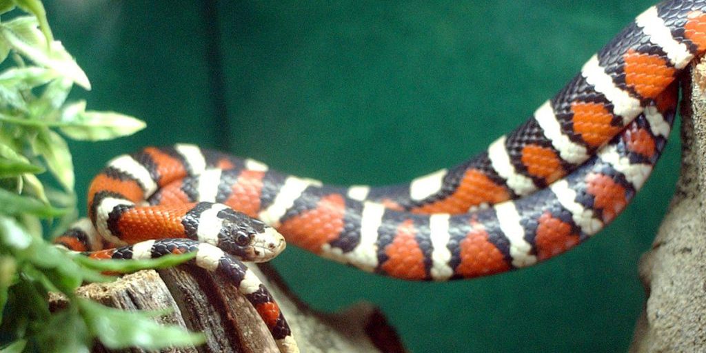 В Индии четырехлетняя девочка и ее тетя погибли от укуса змеи