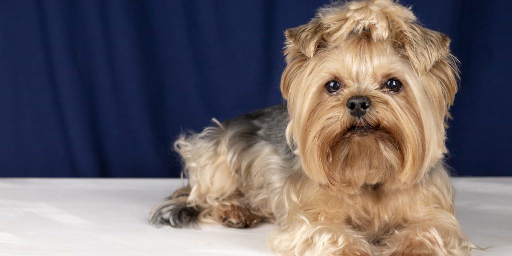 Курянина осудили на 3 года за избиение палкой пары после замечания его собаке