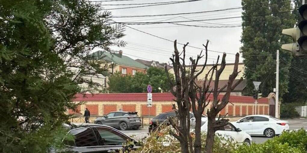 Полиция в Махачкале разбирается в несанкционированной обрезке дерева