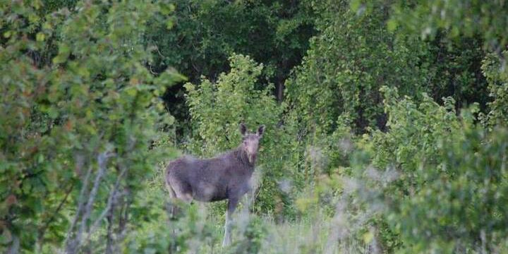 В Татарстане отчитались о сохранности краснокнижных животных