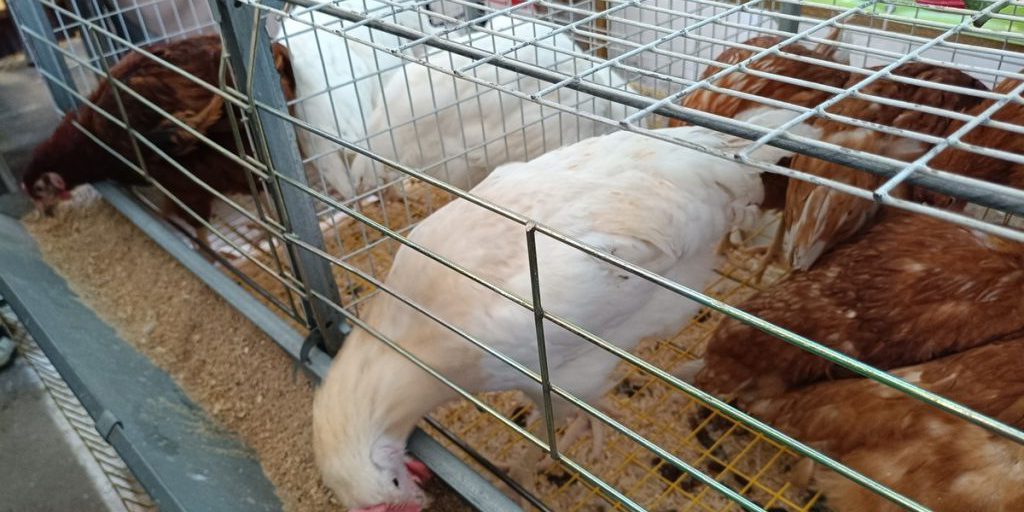 Ставрополье отгрузило в Китай свыше 16 тонн мяса птицы