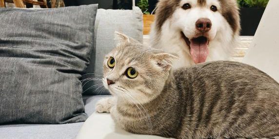 In Italia quasi il 38 % delle famiglie ha animali domestici, secondo Istat 2024