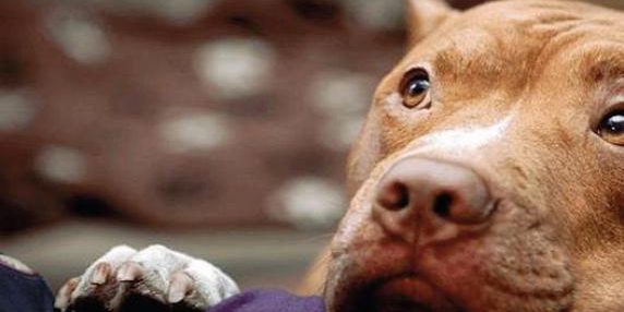Attacco di un Pitbull al proprietario: la gestione del cane è la causa, non la razza