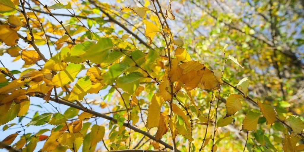 Народные приметы: чего нельзя делать 11 октября, в Харитонов день