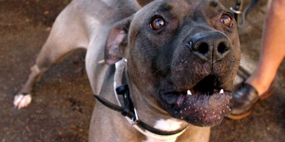 Moglie uccide pitbull che attacca marito, uomo ricoverato in ospedale