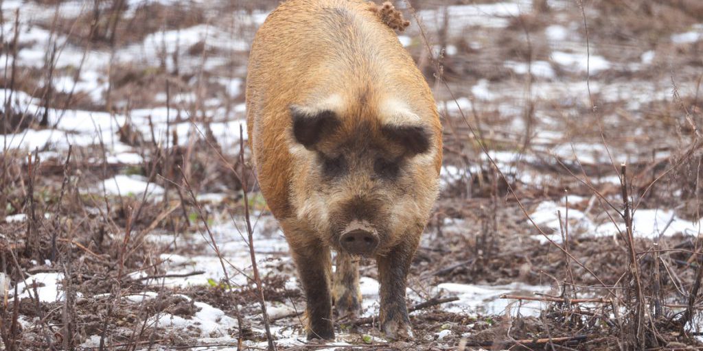 Ученые создали свиней с устойчивостью к классической чуме