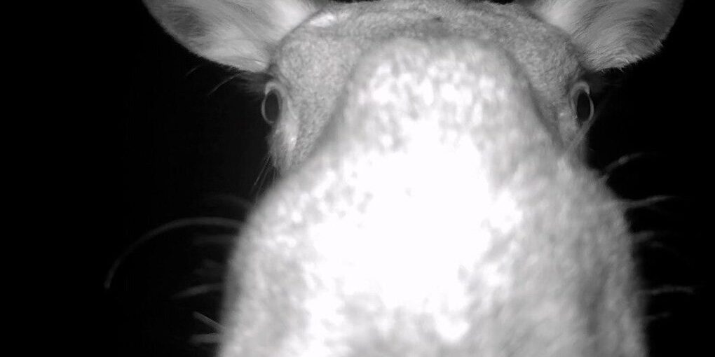 Una losa curiosa sfida la telecamera a San Pietroburgo