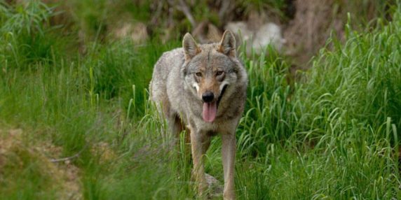 Camera approva declassamento del lupo: specie non più protetta