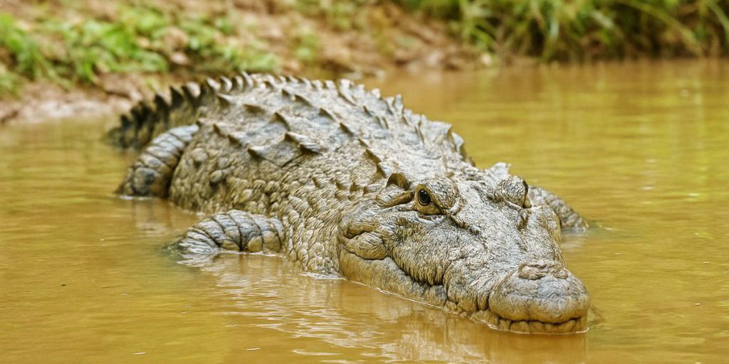 Attacco Mortale di Coccodrillo in India: Una Tragedia che Sottolinea la Necessità di Maggiore Sicurezza e Conservazione