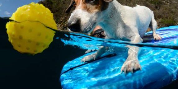 I giocattoli sono come una droga per alcuni cani. Senza vanno in astinenza. Come evitare situazioni patologiche