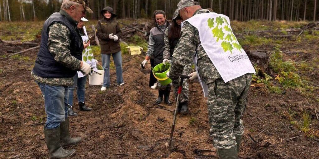 Piantumazione di Massa nella Regione di Jaroslavl: 13000 Alberi di Abete per un Futuro più Verde