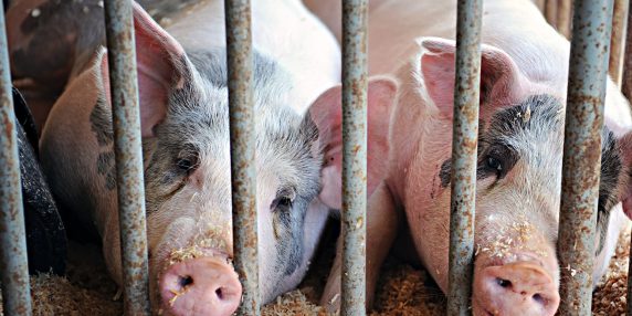 Il Senato approva un fondo per eliminare l’allevamento in gabbia