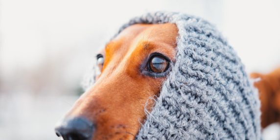 Ma i cani soffrono il freddo? Come affrontare le temperature in calo (a seconda della razza)