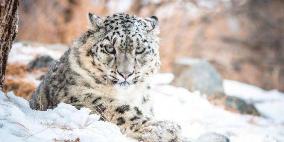 Leopardo delle nevi, il «fantasma delle montagne» che fugge dall'uomo. Ed è sempre più in pericolo