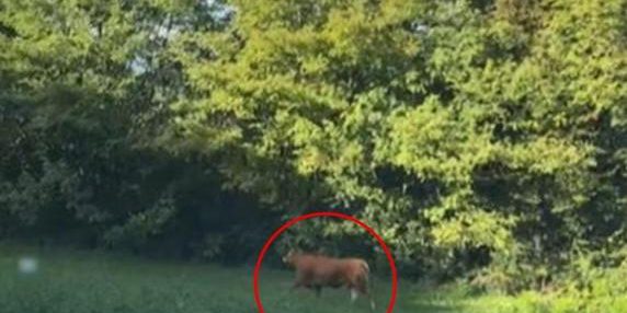 Toro vagante in fuga dal macello, la Brianza si mobilita per salvarlo