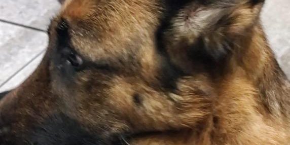 In sella alla bici trascina il cane con una catena al collo per sei chilometri