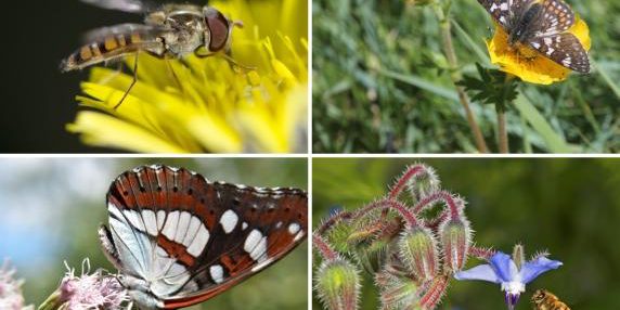 Api, farfalle e sirfidi: nasce in Italia una coalizione per salvare gli impollinatori (e tutelare la biodiversità)
