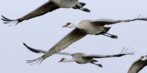 Germania, il caso delle gru che cadono dal cielo: «Colpite dall'aviaria, più di mille già raccolte. E il virus passa agli allevamenti»
