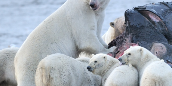Trump dice sì alle trivelle in Alaska, in aree incontaminate: in pericolo orsi e caribù