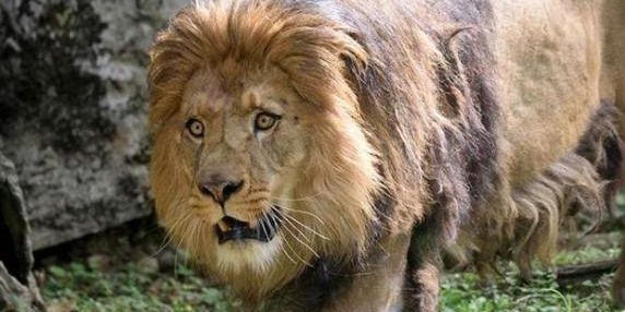 Nuova Speranza per il Leone Berbero: Tre Femmine Arrivano al Centro di Conservazione delle Cornelle