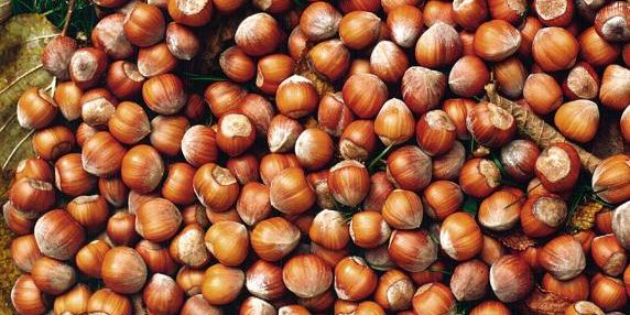 Ferrero, stop all’acquisto di nocciole turche dopo il raddoppio dei prezzi