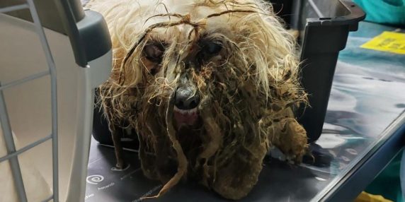 Scoperta di un Canile Clandestino con Trenta Cuccioli di Razza in Condizioni Disumane