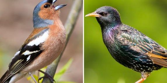 Il Consiglio di Stato Ferma la Caccia in Deroga ai Fringuelli e Storni in Lombardia, una Vittoria per l'Ambiente e la Biodiversità