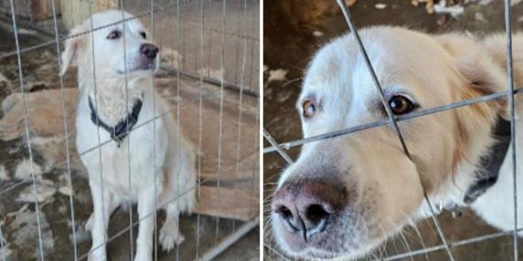 Cane abbandonato in condizioni disumane: il caso di Neve e la lotta contro il maltrattamento degli animali