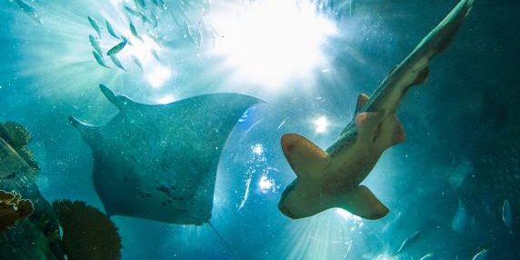 Declino costante di squali e razze: cause e conseguenze