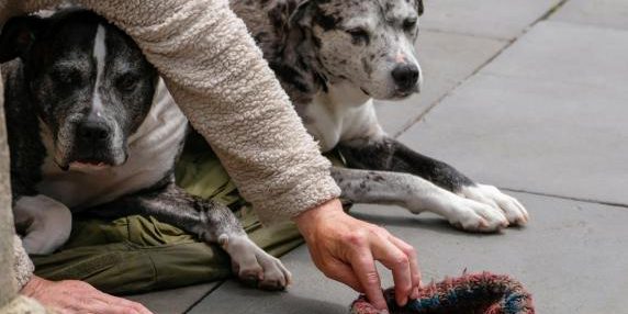Trento elimina norma che impediva la confisca di animali in presenza di relazione stabile con i mendicanti