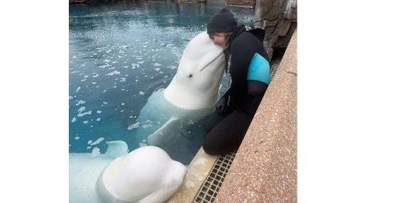 Trenta beluga a Niagara Falls: la corsa per salvarle o l'eutanasia