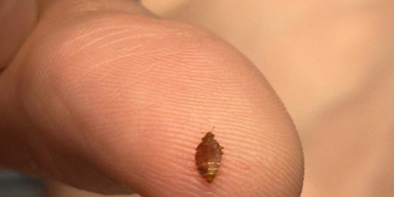 Parigi: la Cinémathèque chiusa per allerta cimici dei letti