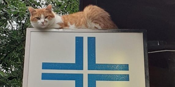 Olimpiadi: la clinica veterinaria di Cortina d'Ampezzo sfrattata, sentenza del Tar del 10 dicembre