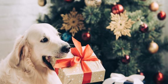 Il dono più prezioso per i nostri animali: il tempo dedicato a loro