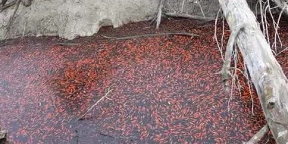 Trentino: migliaia di pesci rossi intrappolati nel Lago di Loppio, situazione ancora in analisi