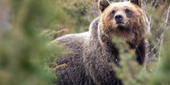 Orsi appenninici più pacifici grazie alla convivenza con gli umani