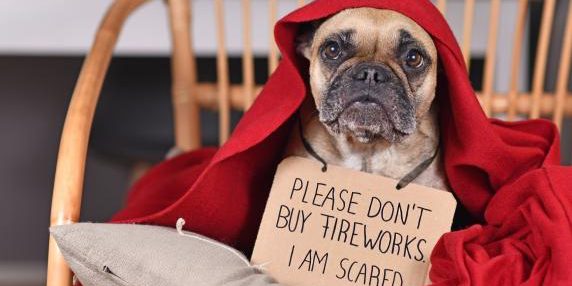 Lega propone legge per limitare i fuochi artificiali e proteggere gli animali