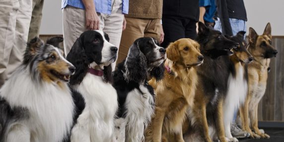 Cani: differenze tra razze e personalità, l’aspetto estetico non è determinante