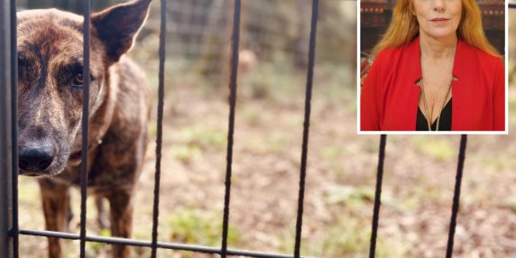 Aumento delle denunce e liberazione di animali: i primi risultati della Legge Brambilla nel 2025