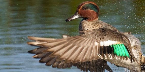 Cacciatore denunciato per aver ucciso 30 alzavole il giorno di Natale, superando il limite legale e usando munizioni vietate