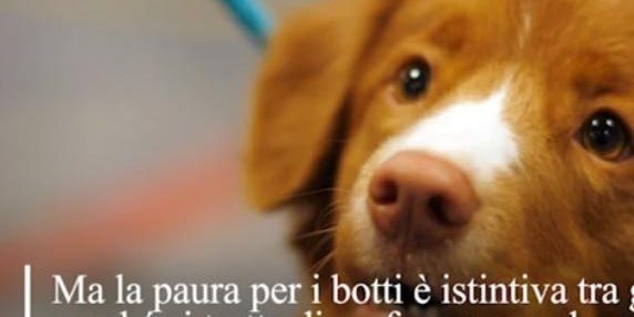 Come calmare il cane durante i fuochi d'artificio di Capodanno
