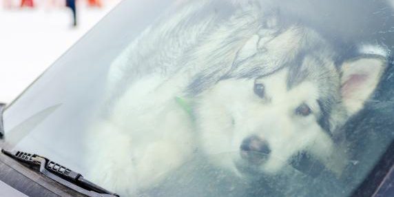 Denuncia per maltrattamento: chiudere il cane in auto e andare a sciare