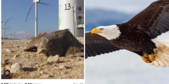 Trump confonde falco con aquila calva in post contro le turbine eoliche