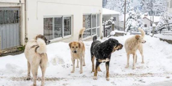 Cani randagi in Himalaya: minaccia per ecosistemi e per la sicurezza delle comunità