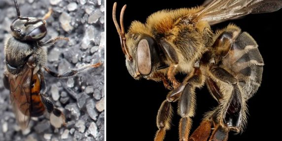 Le api senza pungiglione dell’Amazzonia diventano i primi insetti a godere di diritti legali